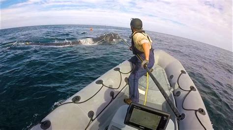 large whale disentanglement team
